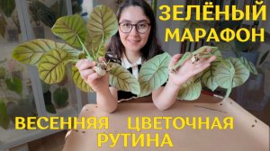 4 ДНЯ цветочных ЗАБОТ | время ПЕРЕУКОРЕНЯТЬ АЛОКАЗИИ, РАСПАКОВЫВАТЬ, пересаживать ХОЙИ и АНТУРИУМЫ