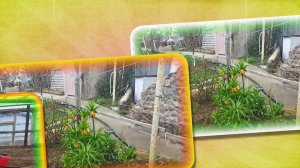 ВЕСНА 2026 ЦВЕТУТ АБРИКОСЫ