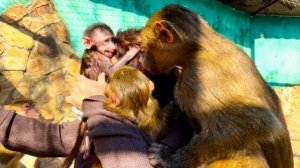 НАДО ВИДЕТЬ ГЛАЗА Люськи, когда к ним в гости ПРИШЛА НИКОЛЬ!😍