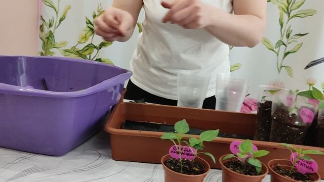 пересадка перца