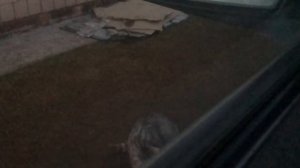 Сижу в машине котяра поджидает