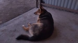 Собака одинокая