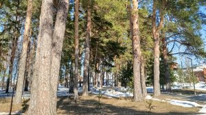 1 апреля в парке.