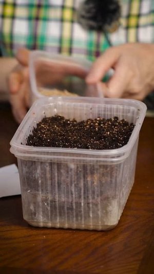 Вытянулась рассада? 🌱 Не поздно пересеять! Сеем томат в апреле!