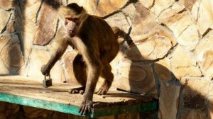 Люська СТАЩИЛА ЗАМОК И БЕЖИТ ВЫЗВОЛЯТЬ Степку, которого мы временно закрыли, чтобы ПРИНЕСТИ НИКОЛЬ!