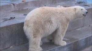 Каю принесли завтрак, он перекусил немного, а  горбушу унёс в берлогу 31.03.2026