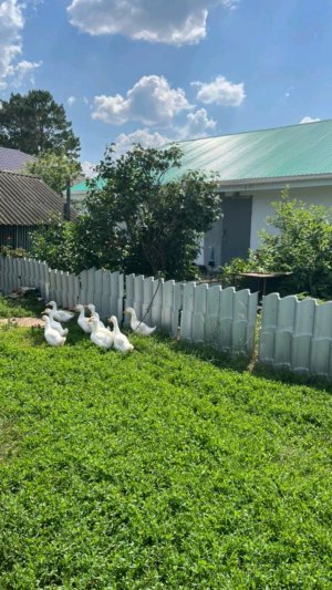 первая трансляция