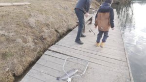 Клев активной форели! Ребенок поймал подсаком! Рыбалка с берега на платнике. Ленинградская область.