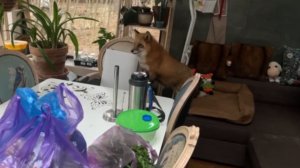 Лиса-Алиса. Попытка запретить лисе залезать на стол