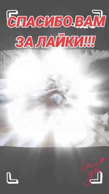 крокодил по..#собака #cat #кот #животные #2025