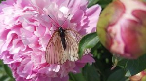 Кто победил? Бабочка или Муравей?