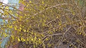 Зацветает форзиция//Чебуреки//Ремонт продолжается.