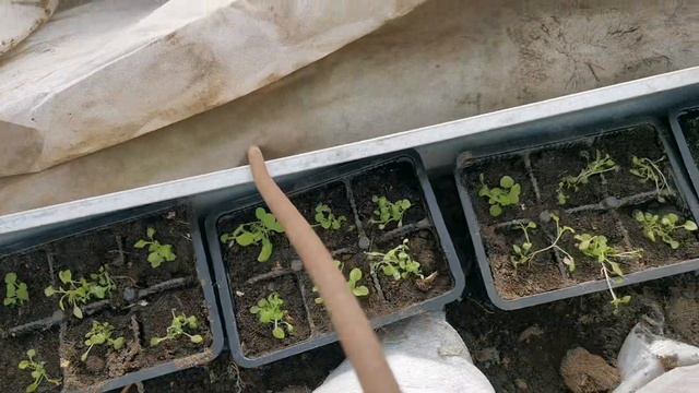 31.03.26г Мини парник в теплице и эксперимент с рассадой томатов в Московской области