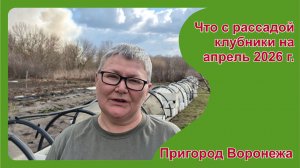 Что с рассадой клубники на апрель 2026 г.