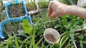 Бюджетная подкормка для лука которая работает! Всходы томатов и новые посевы.