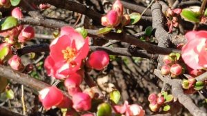 Цветущая декоративная айва.
Кисловодск,2 апреля 2026