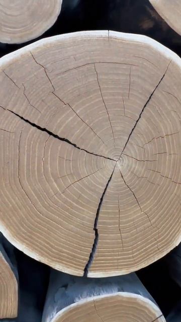 Дерево, превращённое в идеальную форму  Скульптуры Jae-Hyo Lee