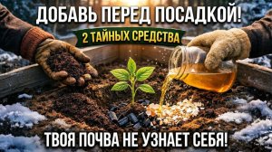 Никогда не сажайте рассаду без этих 2 бесплатных добавок секрет взрывного роста в каждой лунке