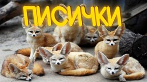 ПРИКОЛЫ ОТ ЧЕЛОЗАВРА 2026 / ПИСИЧКИ / СМЕШНЫЕ ВИДЕО / МЕМЫ