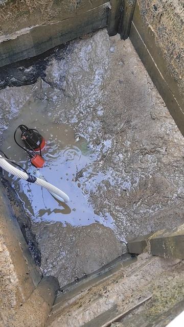 Содержание карасей на даче.