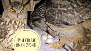 У совы Ёлки снова сломалась ямка с яйцами и яйца поукатывались. Я пришла всё исправлять