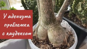 Каудекс сморщился у адениума.  Ждать нельзя выкапывать. Попытка опыления адениумов. 2 апреля 2026 г