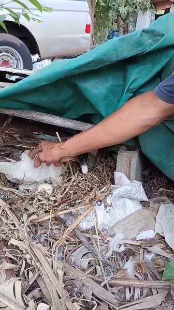 Утка на яйцах