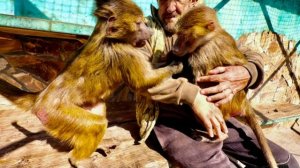 У Люси со Степой НАСТОЯЩАЯ БОРЬБА за Анфису! Степка тоже хочет за ней ухаживать, а Люська не дает!