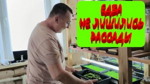 РАССАДА ТАБАКА дружно подрастает. Покрасили табачный домик. Наша ЖИЗНЬ В ДЕРЕВНЕ