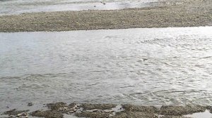 DSCF0003Набережная возле городского парка Река Кубань г.Невинномысск  апрель 2026