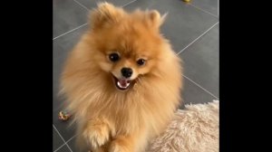 предупреждение о конкурсе🐶🔥