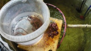 Домашнее УЗВ с форелью и карасём. Чем кормить форель в домашних условиях.