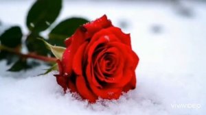 *** РОЗЫ  НА  СНЕГУ ***