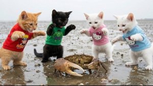 Помогаем бабушке ловить моллюсков у моря 🐱🌊🦪