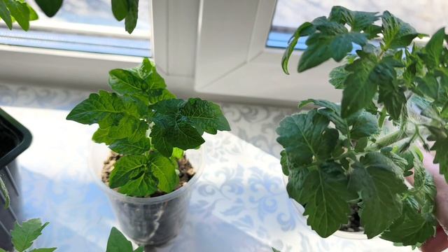 Обзор рассады на 2 апреля .Сезон 2026