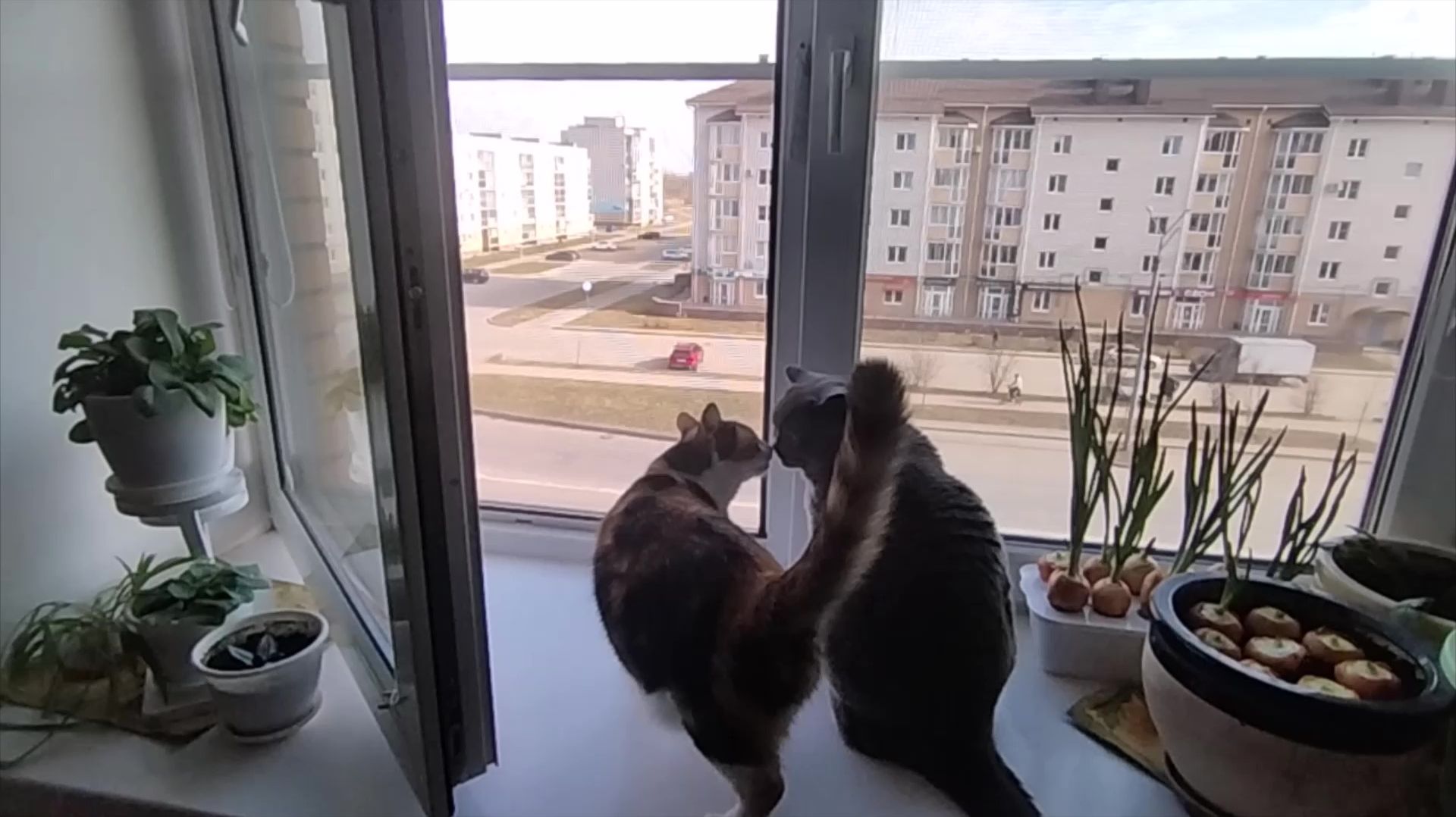 Солнечный теплый март в Великом Новгороде/Кошки на окошке/Горка пилюль/Готовим простоквашу сами