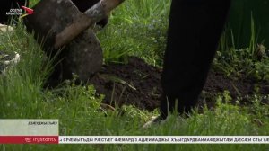 Сывæллæтты рæвдауæндон "Солнышко" бацархайдта республикон акци "Ныссадз бæлас"-ы