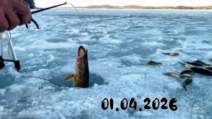 ПРОВЕРИЛ все СЕКРЕТНЫЕ ПРУДКИ,но РЫБУ ПОЙМАЛ на ИЗВЕСТНОМ