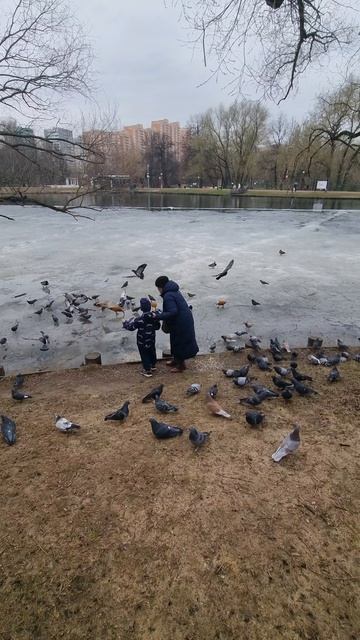 На Большом Воронцовском пруду можно покормить птиц 🕊