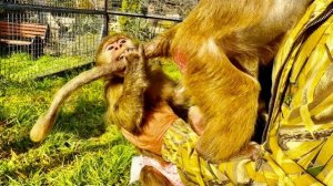 Анфиса от ревности НЕ ВИДИТ БЕРЕГОВ, а Люська В ШОКЕ, потому что папа Влад НЕ ВЗЯЛ ЕЕ НА ПРОГУЛКУ!