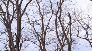 DSCF0004Набережная возле городского парка Река Кубань г.Невинномысск апрель 2026