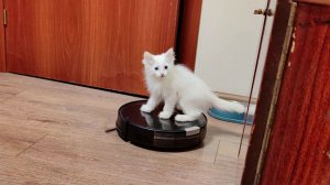 Котенок и робот-пылесос. Котенок Микки катается на пылесосе.