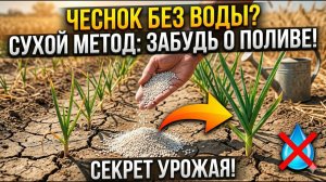 ЗАБУДЬТЕ О ПОЛИВЕ! ЭТА СУХАЯ ПОДКОРМКА УВЕЛИЧИТ ЧЕСНОК В 3 РАЗА! СОСЕДИ В ШОКЕ