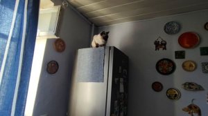 Тайская кошка Вариация зажигает