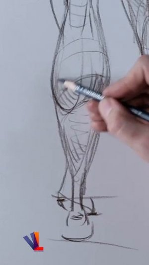 Как рисовать голень - задняя поверхность