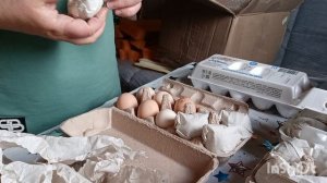02-04-2026. Получила ИНКУБАЦИОННОЕ ЯЙЦО.🥚👍