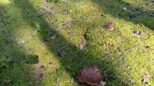 Боровые Белые