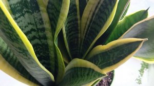 Сансевиерия Лауренти уход, размножение розеток