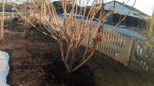 Лучшее удобрение для ореха. Компостная куча на участке.