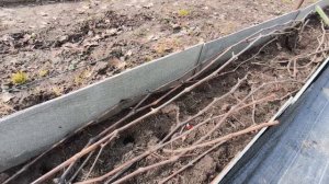 Мыши съели почки винограда